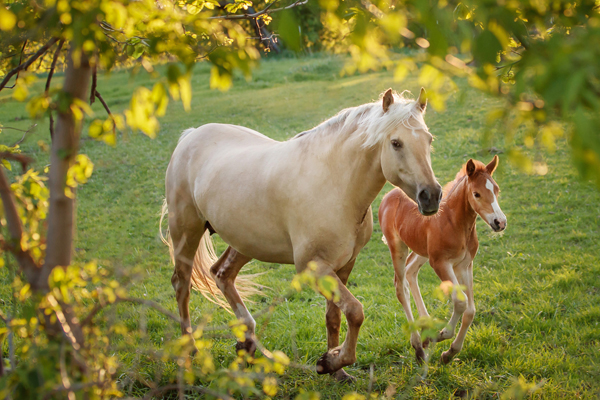 Horse and foal on green grass