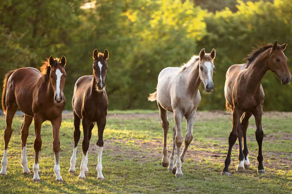 Image of 4 foals on green grass