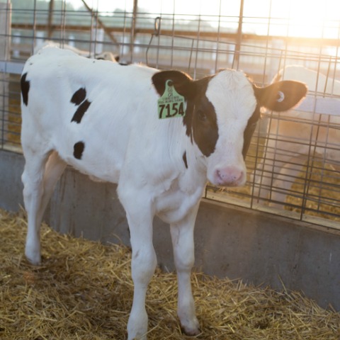Every dairy farm is different, three farmers share makes their individual calf programs successful.