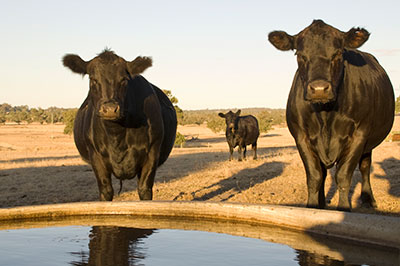 Keep Water Available