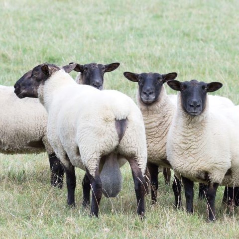 A black-faced ram stares back at three black-faced ewes standing in a pasture.