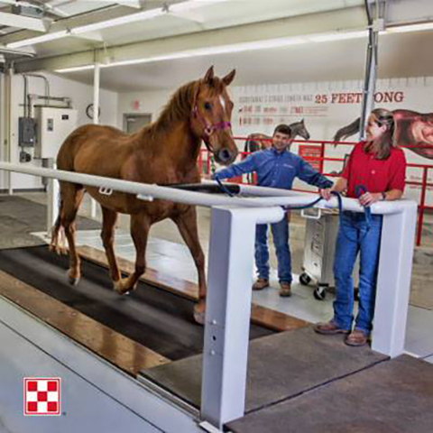 An Equi-ciser™ aids Purina’s research on horses in exercise physiology