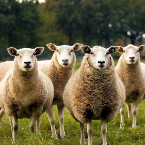 Four white-faced ewes looking forward while on pasture.