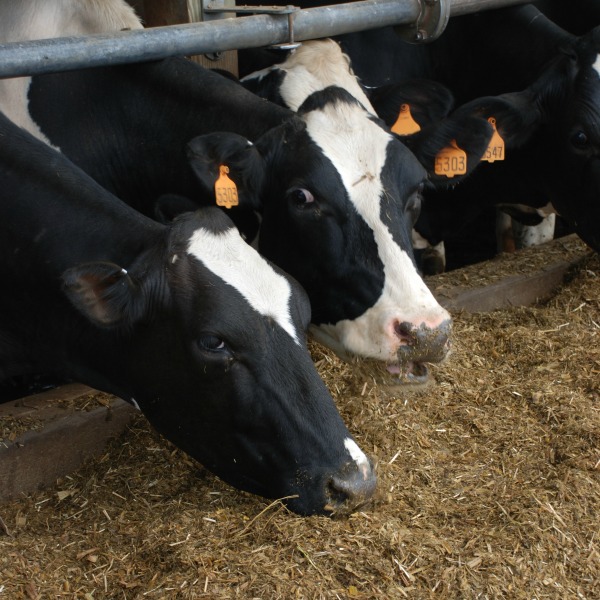 How dairy cow nutrition can help cool your herd