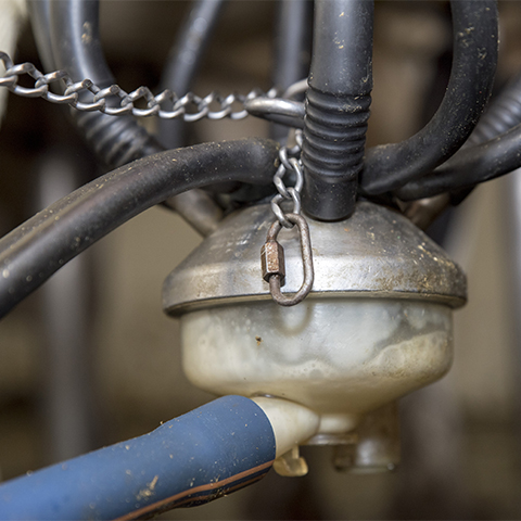 Milk flows through a dairy cow milking machine. 