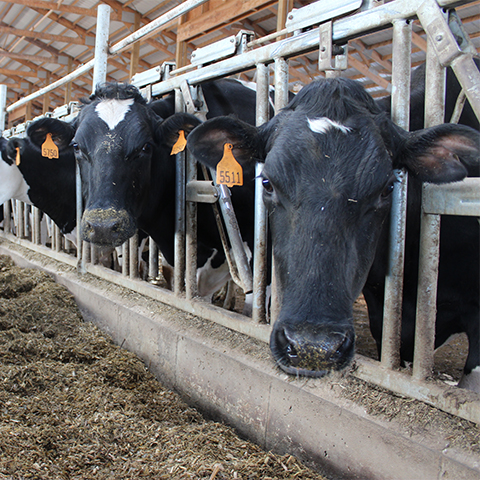 Two Holstein dairy cows look out over the feedbunk from their pen.  