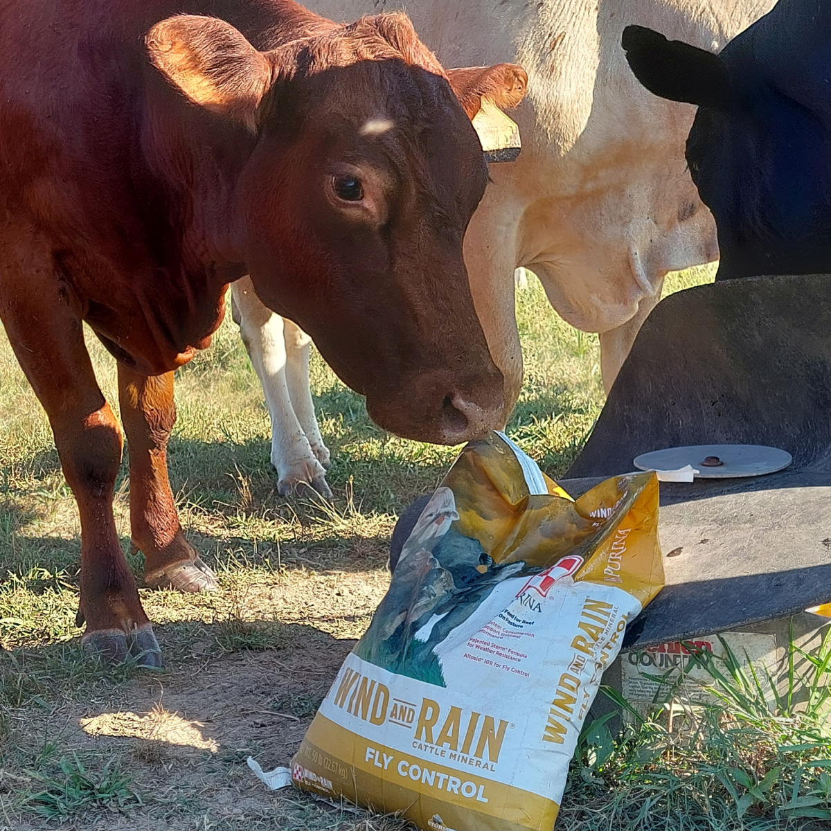 mineral cattle love
