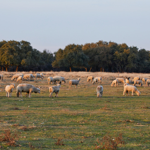 A flock of sheep is viewed at a distance in a field with a group of green trees in the background.  