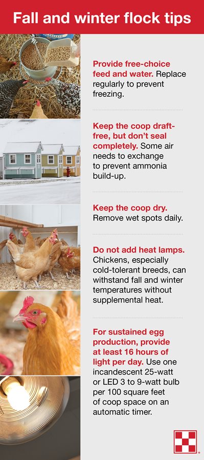Tips on how to care for chickens in winter