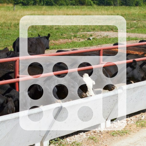 Cattle Feed Calculator - image Title