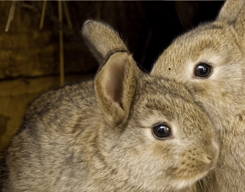 Close up of two rabbits