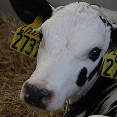 A young Holstein calf is laying down in a bed of straw.