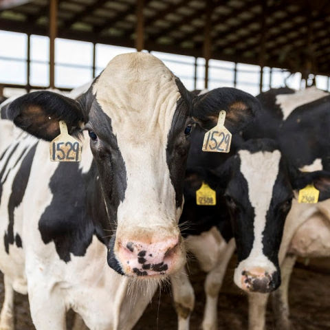 Two Holstein dairy cows stand in a freestall barn. 