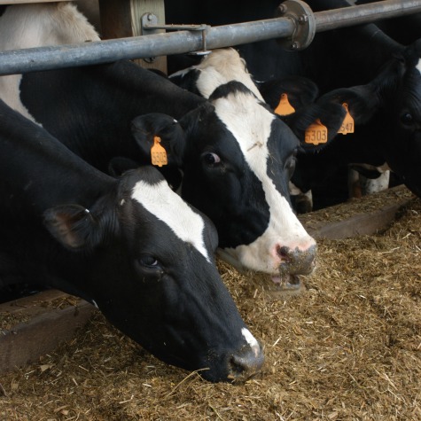 image of dairy cows battling heat stress
