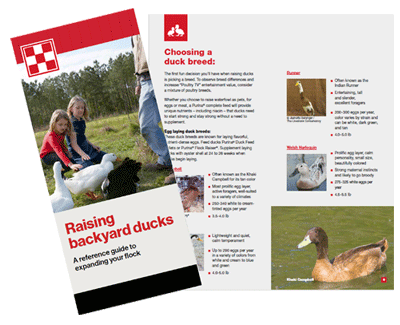 Chicken & Poultry Feed l Purina