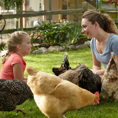 Join us at the Science Center GROW to learn about urban chickens