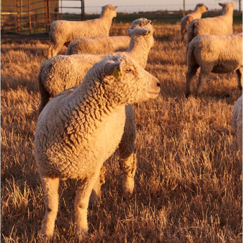 A Southdown sheep stands in a pasture looking out over the grass with several other ewes behind her.