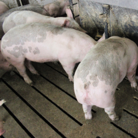 150-pound spotted commercial grower pigs eating at the feeder