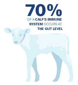 70% of a calf’s immune system occurs at the gut level.