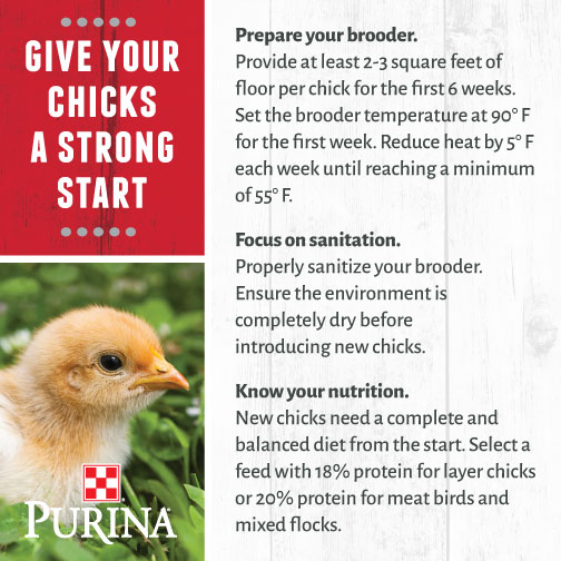 How to Start Raising Chickens | Purina Animal Nutrition