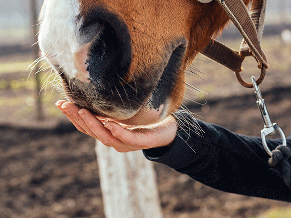 Horse owner brushing the side of their easy keeper horse, showing care and attention.