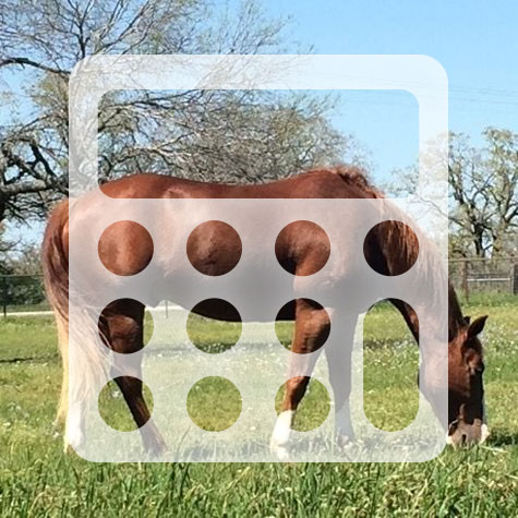 Horse Feed Calculator - image tile