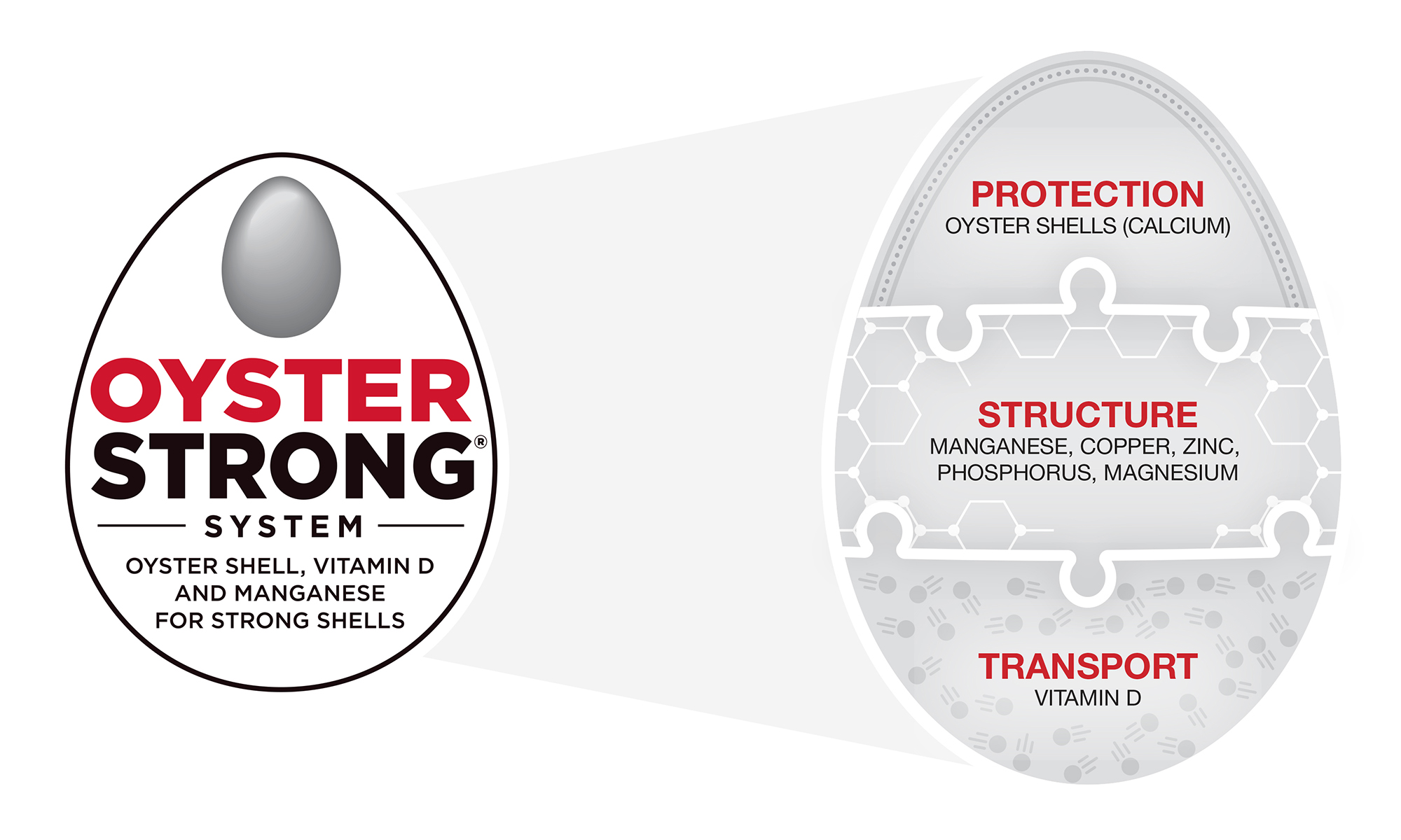 An egg split into three sections representing the three main parts of the Purina Oyster Strong System.