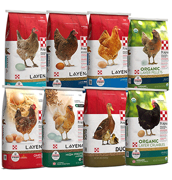 Purina Flock complete layer feed packages