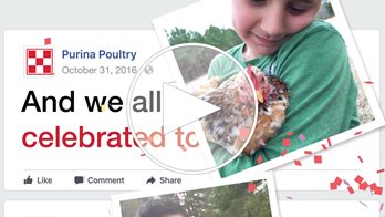 Purina Poultry flock-tober video