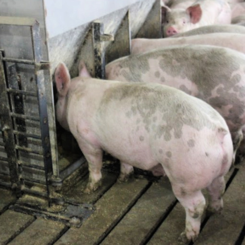 Swine Manure Management