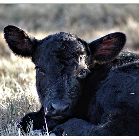 Black faced calf laying in grass