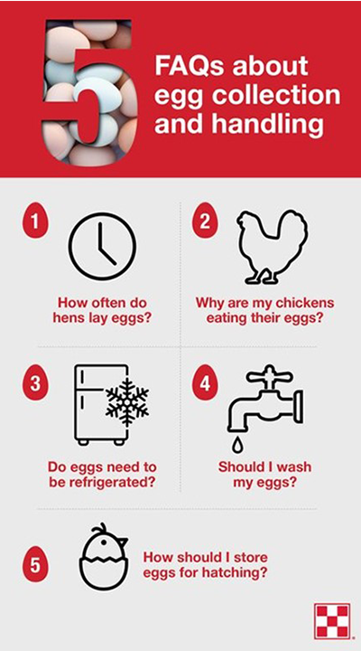 List of commonly asked questions about collecting farm fresh eggs, such as, ‘Do eggs need to be refrigerated?’ and ‘Why are my chickens eating eggs?’
