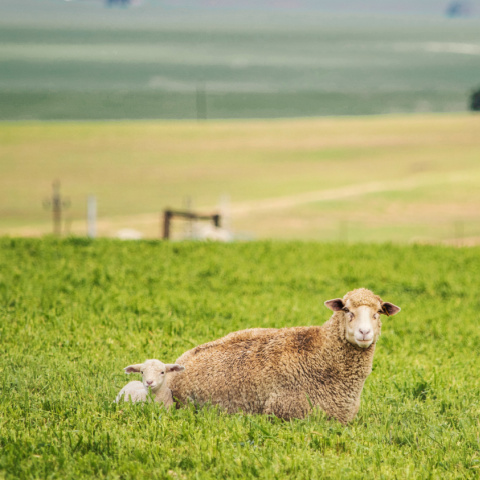 Sheep and lamb laying on grass in a pasture.