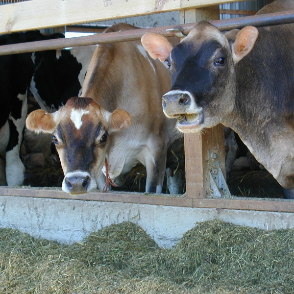 Three dairy farmers share tips on heat stress management