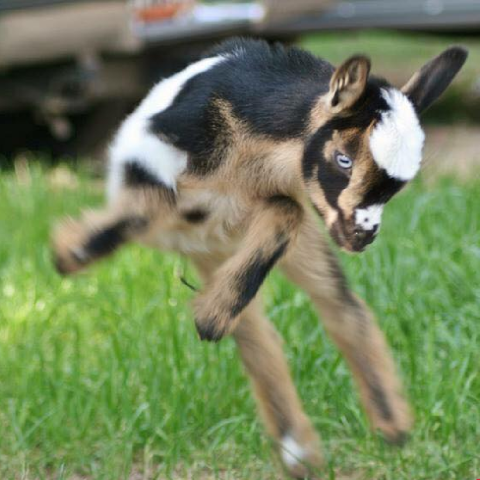 A brown, white and black kid playing on green grass.