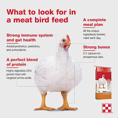 How Old Are Chickens Used For Meat?  