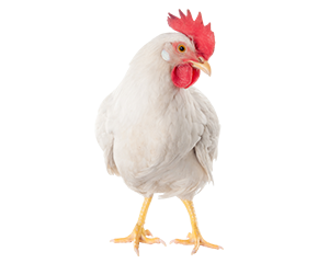Commercial Poultry Laying Hen Image