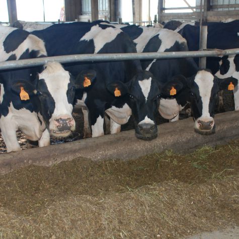 image of dairy cows eating