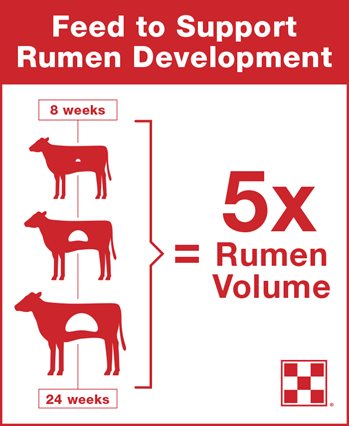 Infographic indicating that the dairy calf rumen volume doubles five times from 8-24 weeks