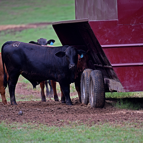 A black calf stands in a pasture near a red creep feeder.