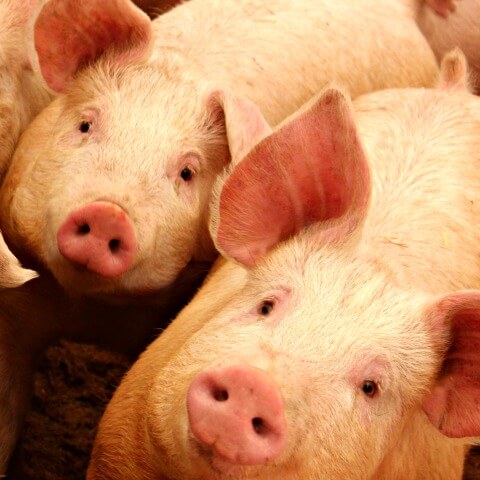 Things to consider before bringing pigs home to raise as pork for your family