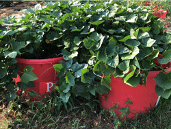 Minary Raised Bed Potato Planters