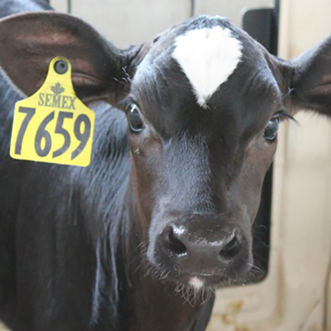 Holstein dairy calf looks out from a calf pen.