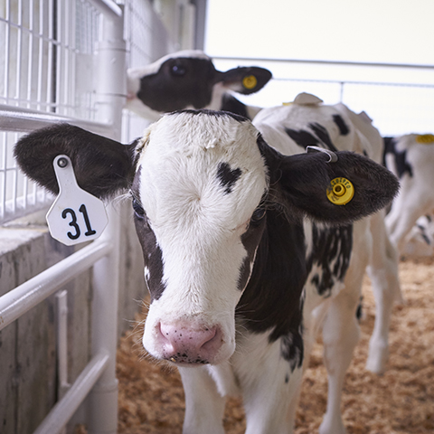 Young Holstein dairy calf looks out from her calf pen.