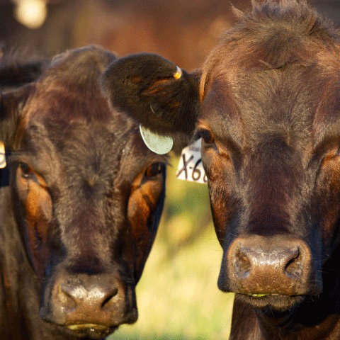 Two dark grown dairy-beef standing together looking forward.