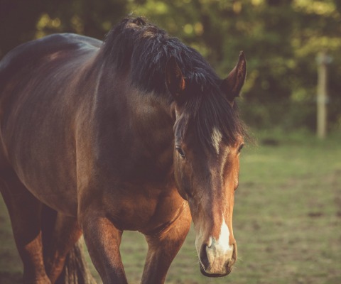 Brown horse walking through pasture