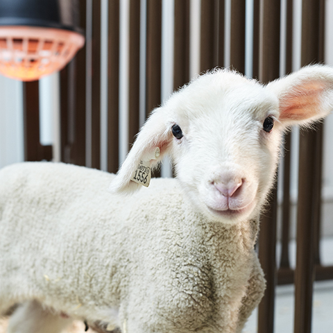 Young lamb with one ear pointing up stands in a pen with a heat lamp.