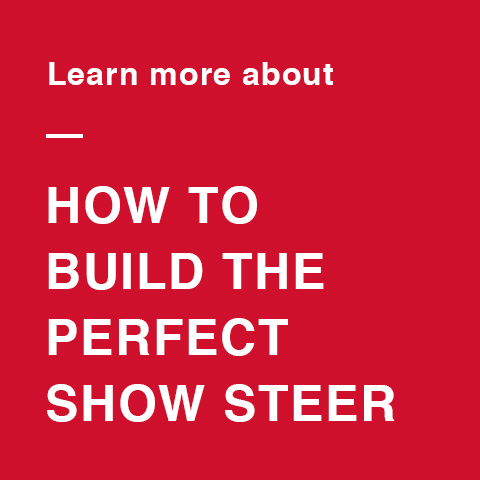 Learn more about how to build the perfect show steer