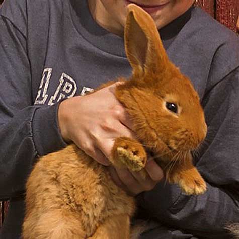 image of a brown rabbit