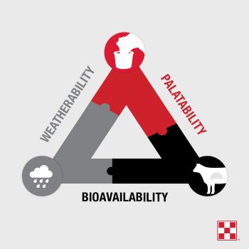 Triangle graphic showcasing how weatherability, palatability and bioavailability all work together and are vital for a cattle mineral program.